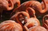 En el mundo, la población de aves es seis veces mayor que la de humanos