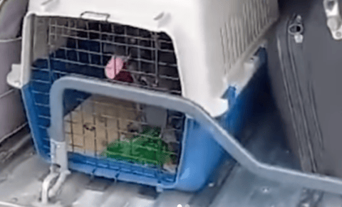 (Video) Denuncian posible maltrato a perrito que era transportado en bodega de bus