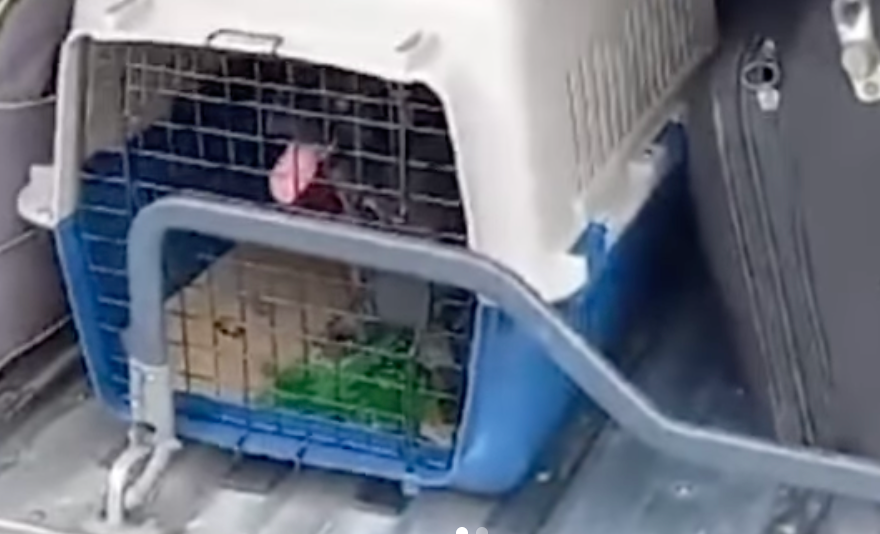 La denuncia en redes sociales pudo evitar la muerte de un animal que iba a ser encerrado en lugares con condiciones deficientes.