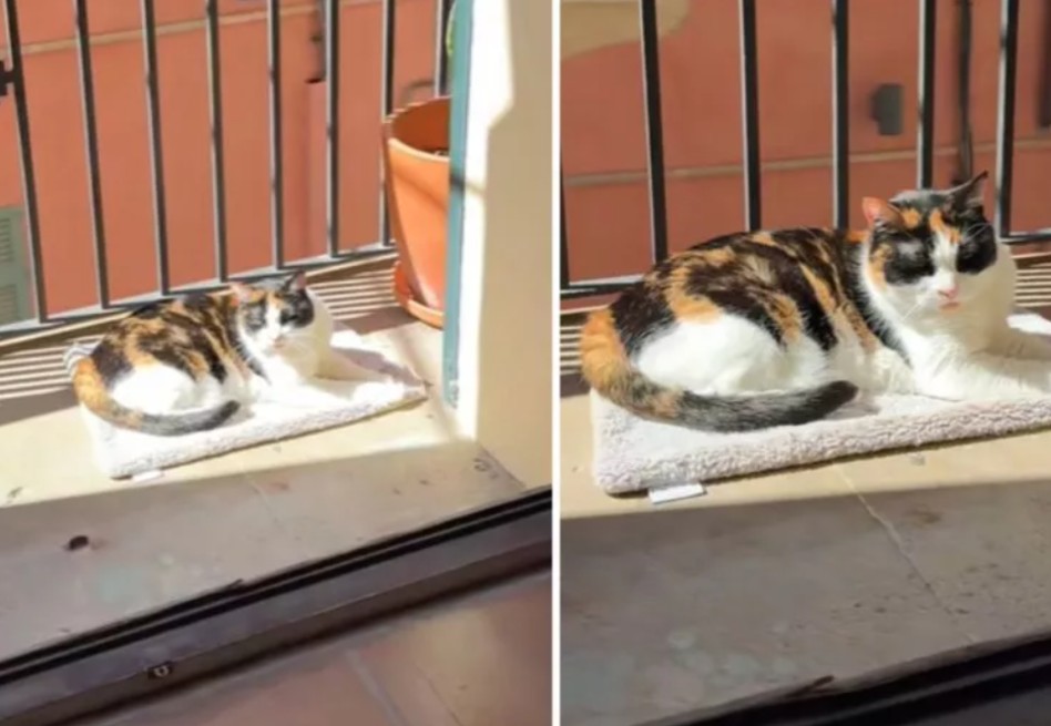La mudanza puede ser especialmente difícil para los gatos, seres de costumbres y rutinas bien establecidas.