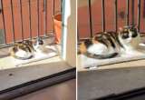 La solución que encontró una pareja para que su gata se adaptara a su nuevo hogar