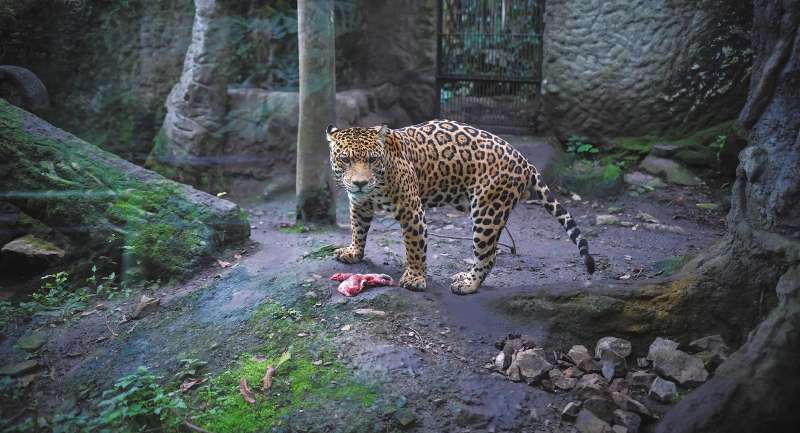 El proyecto de ley de la senadora Andrea Padilla plantea que los zoológicos hagan una transición progresiva al modelo de refugios de fauna, pero hay debate sobre qué tan pertinente es ese camino. / Jose Vargas