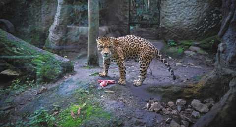 Un proyecto de ley quiere acabar con los zoológicos. ¿Buena o mala idea?