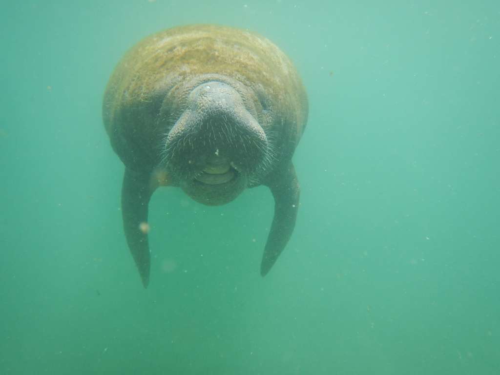 Los manatíes hacen parte de los animales en peligro, según la resolución 1219 del Ministerio de Ambiente. /Foto: Katerin Arévalo.