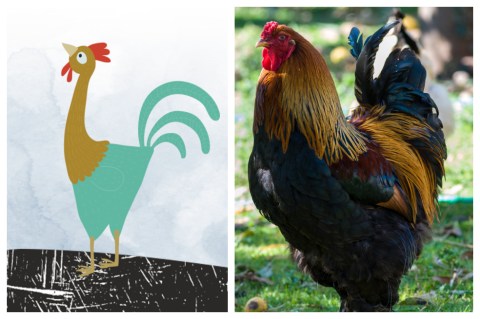 Conozca a los animales de “Una decisión valiente”