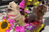 Así se vivió el desfile de mascotas en la Feria de las Flores en Medellín