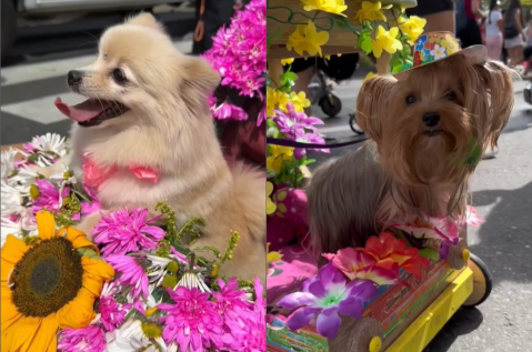 Así se vivió el desfile de mascotas en la Feria de las Flores en Medellín