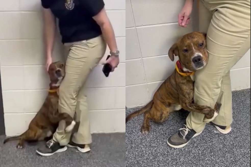 Un perro asustado abraza a un trabajador del refugio.