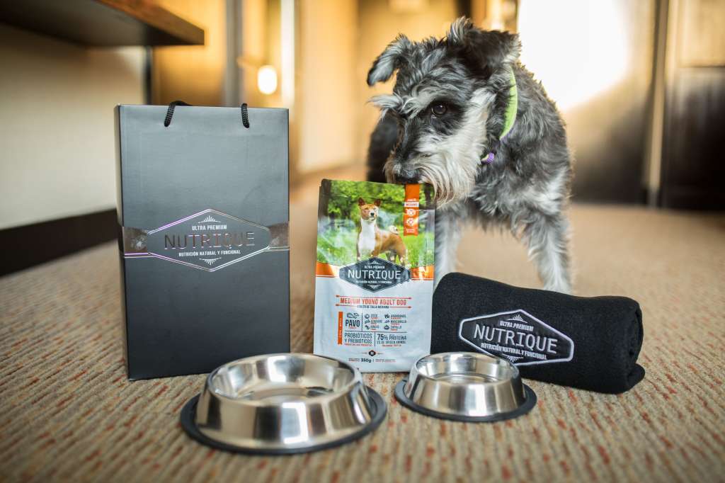 El Hilton Buenos Aires ofrece a todos los perros y gatos un tratamiento VIP (#VeryImportantPet).