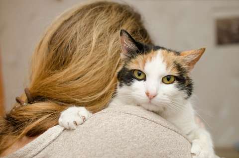 ¿Cómo alargar la vida de un gato doméstico?