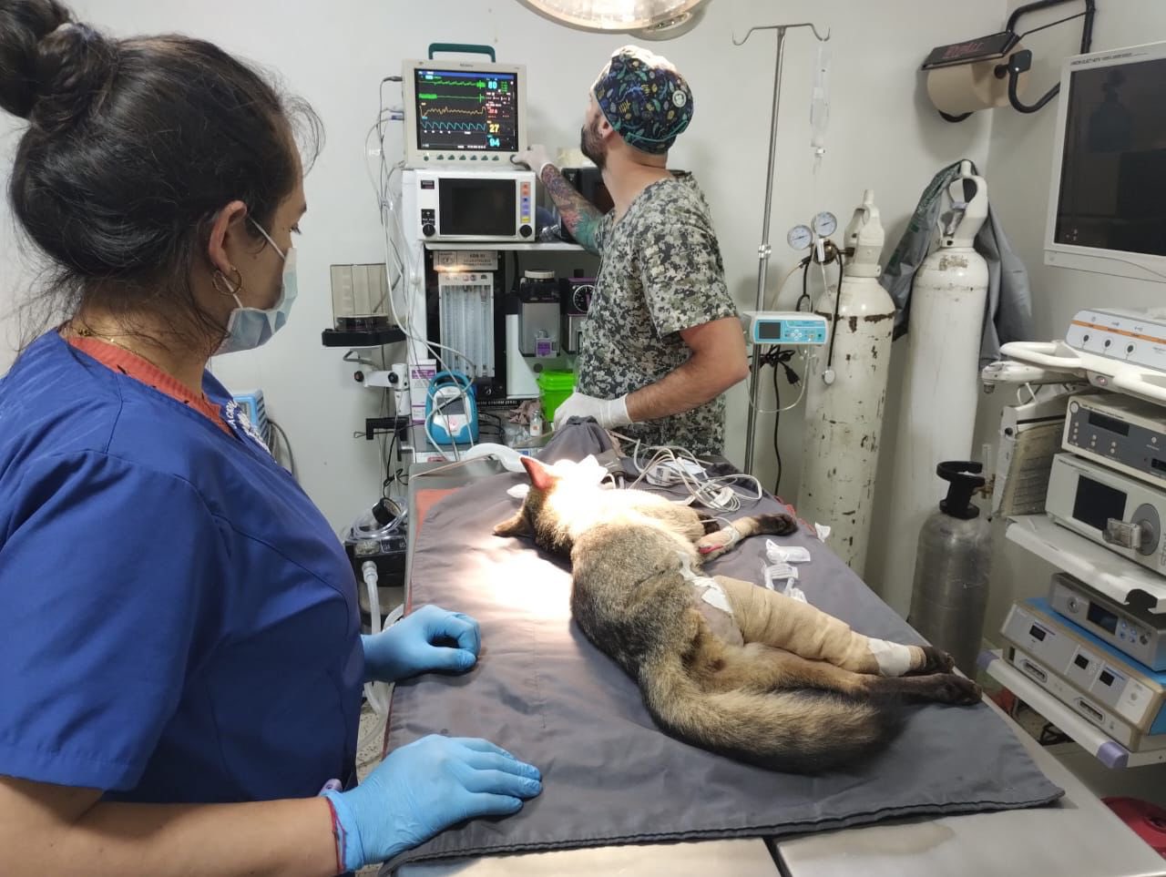 Realizan exitosa cirugía a zorro que había sido atropellado en Rionegro, Antioquia