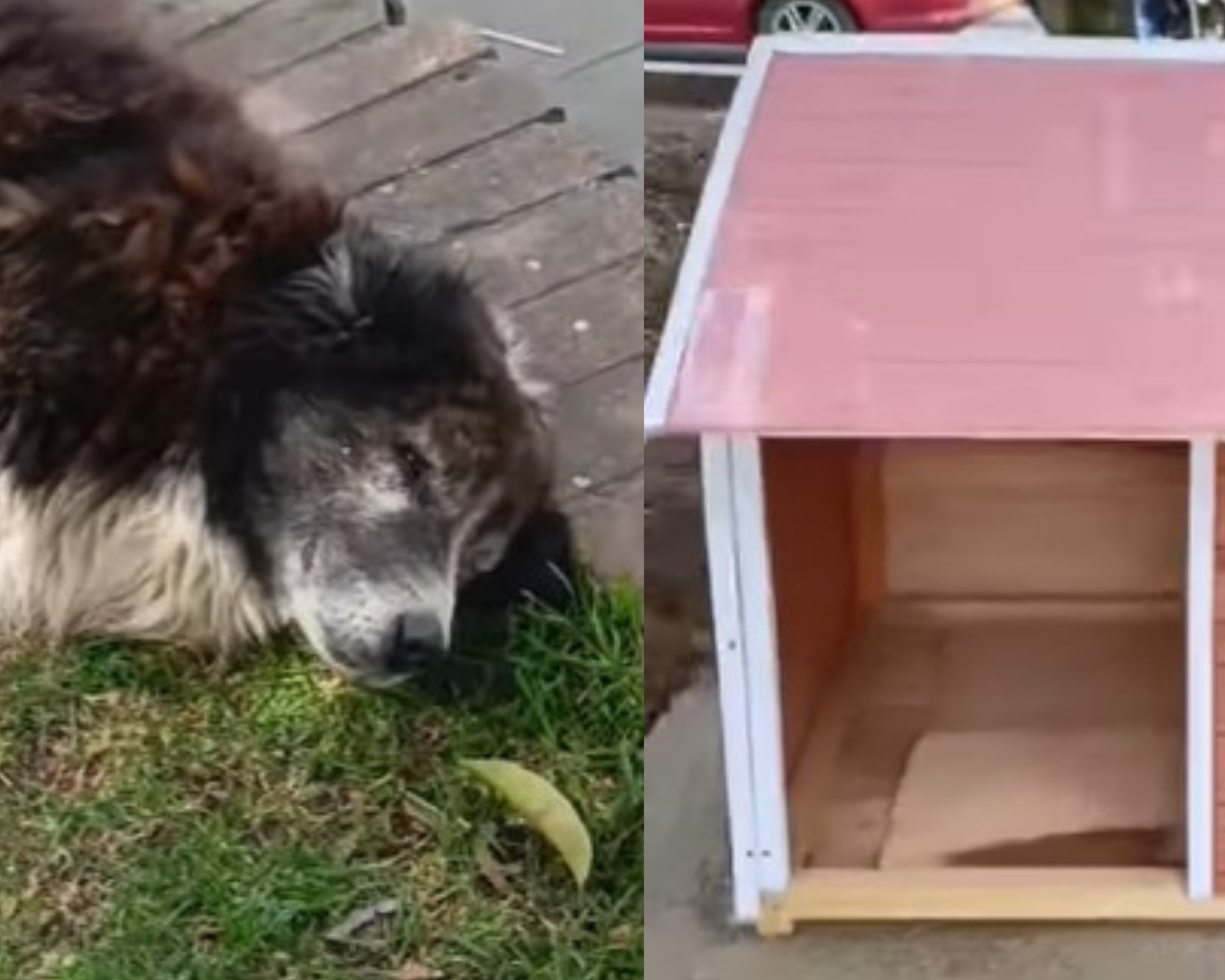 Arquitecto colombiano construye casitas para perros que viven en las calles