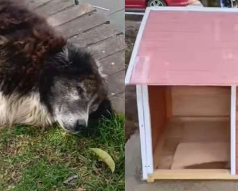 Arquitecto colombiano construye casitas para perros que viven en las calles