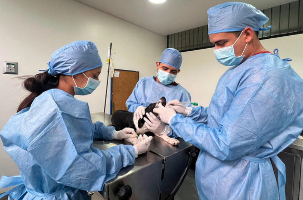Jornadas de esterilización en Cali