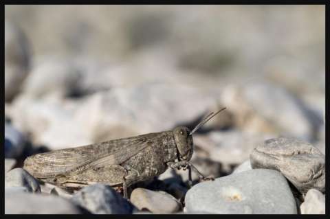 El genoma del saltamontes podría ser el más grande entre los insectos