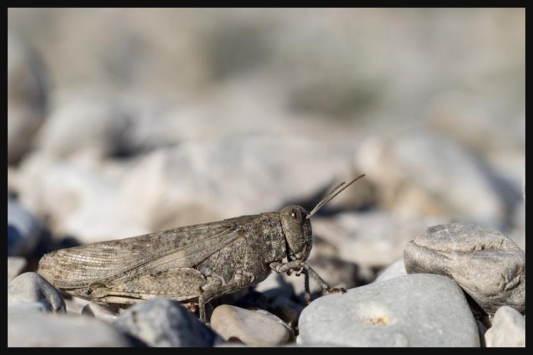 El genoma del saltamontes podría ser el más grande entre los insectos