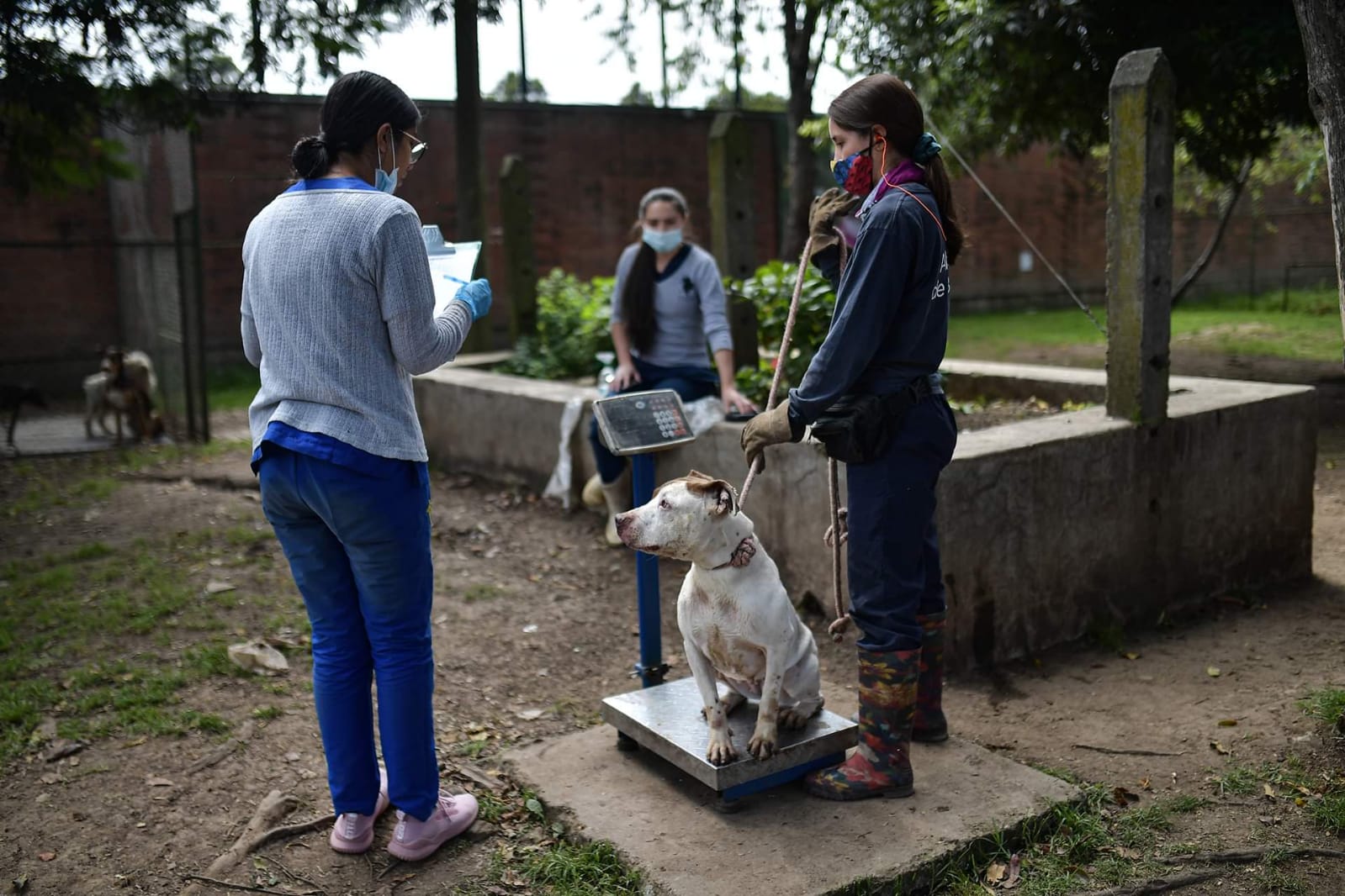 Una mujer pesa a un perro