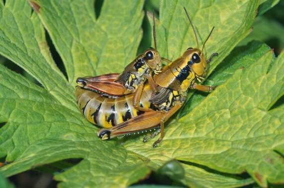 Los saltamontes Podisma pedestris son uno de los invertebrados que se pueden encontrar en el Parque Nacional Suizo. / Thomas Reich, WSL