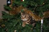 Trucos para que tu gato no dañe tu árbol de Navidad