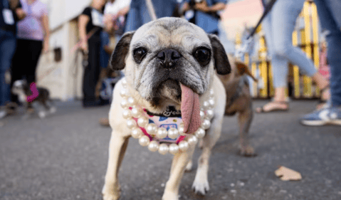 ¿Quién es Jinny Lu? la pug que fue “premiada” como la perrita más fea del mundo