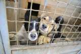 ¿Le indigna que se coman a los perros?