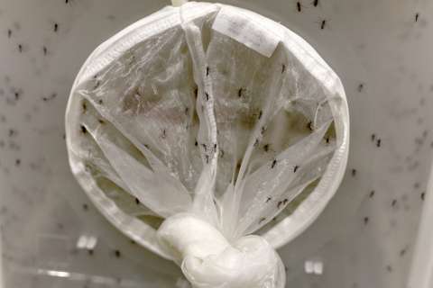Se prepara un plan mundial para luchar contra el aumento del dengue