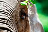 Zoológico de Barranquilla hace "vaca" para llevar a elefante al dentista