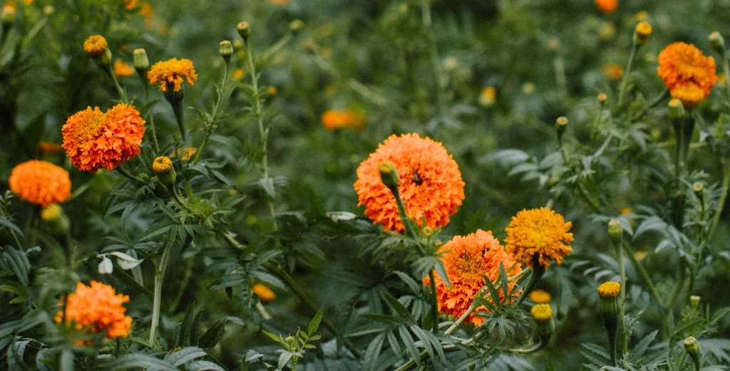 La flor de cempasúchil o flor de Día de Muertos es tradicional en esta festividad mexicana.