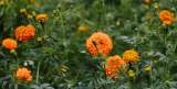 Cempasúchil: ¿Para qué sirve la flor de los muertos y dónde conseguirla en Colombia?