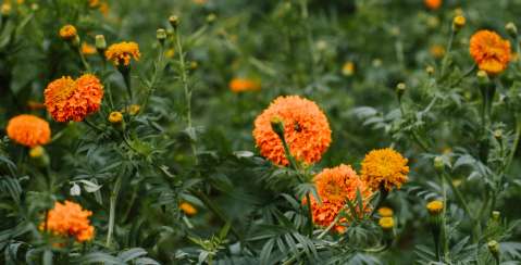 Cempasúchil: ¿Para qué sirve la flor de los muertos y dónde conseguirla en Colombia?
