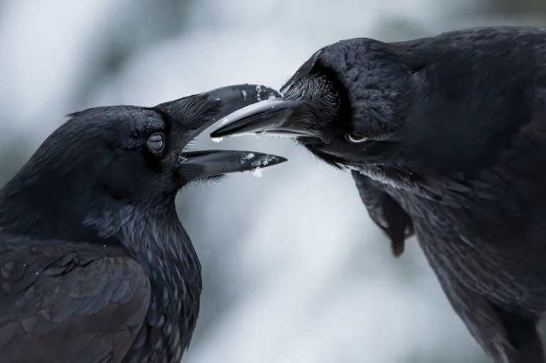 Categoría comportamiento en pájaros: Shane Kalyn, de Canadá, observa una exhibición de cortejo de cuervos. Shane, desde el suelo helado, utilizó la luz tenue para captar los detalles del plumaje de los cuervos contra la nieve.