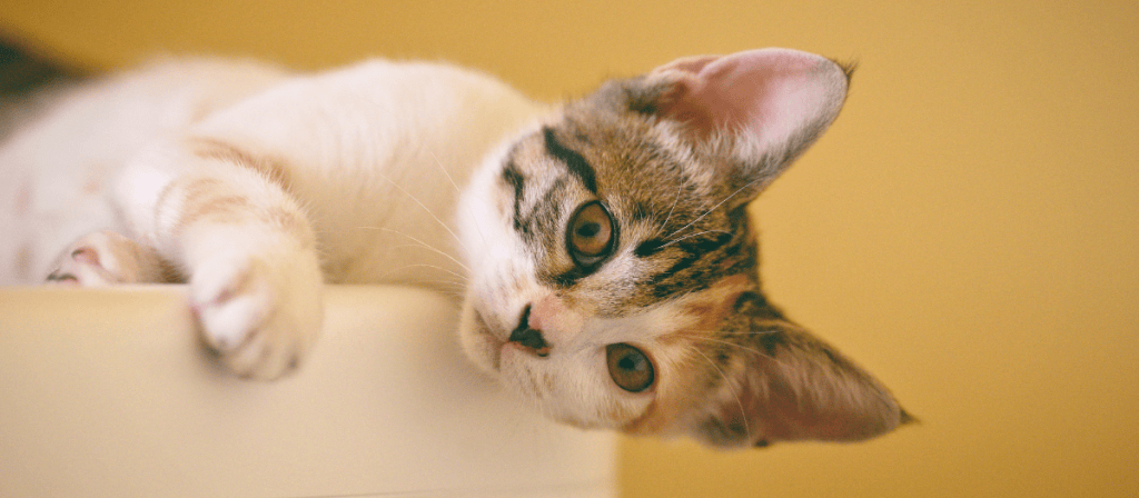Los mejores nombres para gatos y su significado