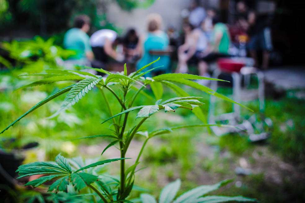 Un cultivo de marihuana en Montevideo. La ley permite el autocultivo de hasta seis plantas. / EFE