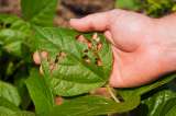 ¿Cómo proteger las plantas de las plagas? Guía con consejos para mantenerlas sanas