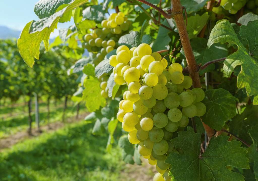 Fotografía de un racimo de uvas verdes que penden de una vid iluminada por un sol lateral en una región del sur de Austria.