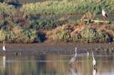 Reproducción de aves acuáticas fue desfavorable durante 2014 por falta de lluvias