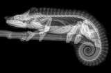 Las impresionantes imágenes de rayos X en un zoológico de Estados Unidos