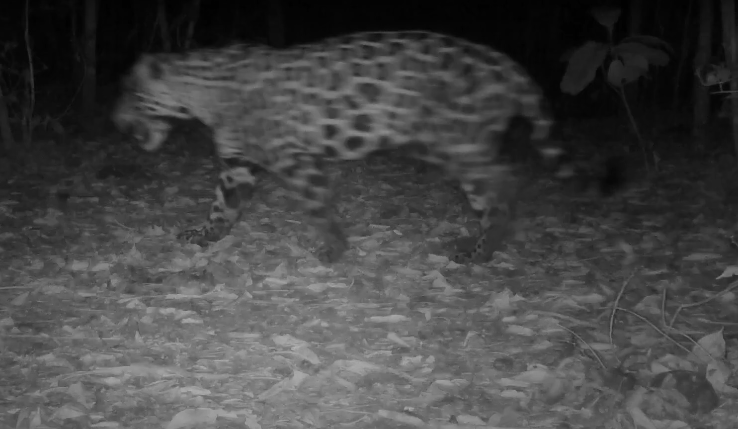 Imagen del jaguar capturada en Caldas.