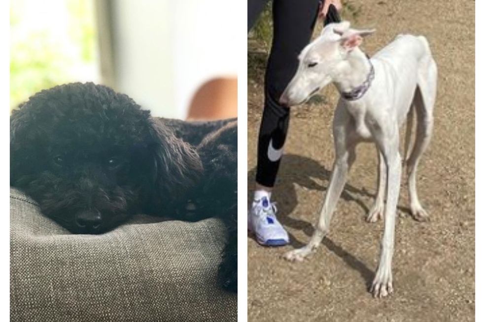 El futbolista y su pareja comparten hogar con Pepe y Gus, además de otras mascotas que han dado a conocer en sus redes sociales.