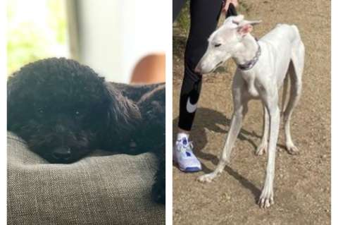 Pepe y Gus, las mascotas de Dani Carvajal, lateral de España en Catar 2022