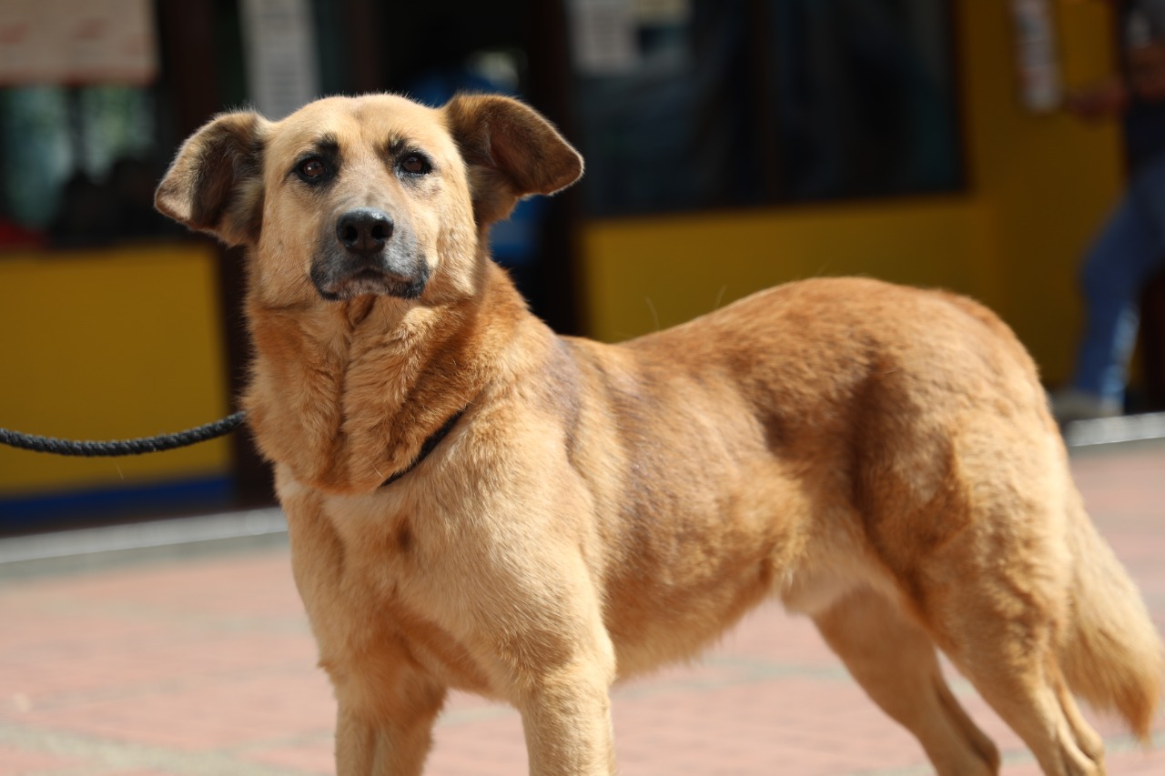Este perrito se llama Gato, y es uno de los "impopulares, pero amorosos" que estarán en Expopet a la espera de un hogar. / Cortesía: Instituto Distrital de Protección y Bienestar Animal