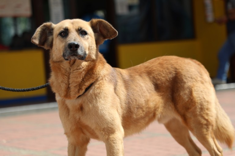 Aproveche los servicios gratuitos que brindará el Instituto de Bienestar Animal en Expopet