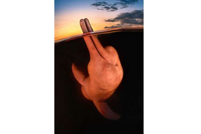 Esta imagen muestra a un delfín del río Amazonas. Kat Zhou, la fotógrafa, contó que: "Existe una leyenda entre los lugareños según la cual los delfines de río, o 'botos', pueden transformarse en apuestos hombres conocidos como 'boto encantado' para seducir a las mujeres". 
"Aunque no fui testigo de la transformación, estos bellos mamíferos me encantaron de otra manera. Después de ver cómo los botos sacaban a veces el pico por encima del agua, quise hacer una toma partida al atardecer. Aunque el agua estaba tan oscura que disparaba a ciegas, este delfín me regaló una pose y una sonrisa perfectas".