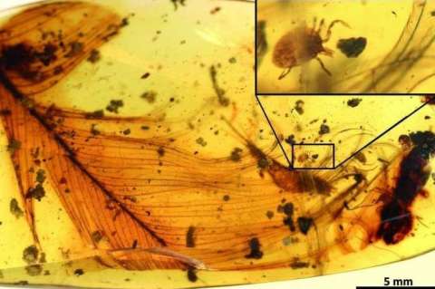 Las garrapatas también chuparon la sangre de los dinosaurios