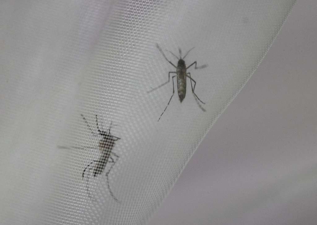 AME7157. SANTO DOMINGO (REPÚBLICA DOMINICANA), 06/09/2023.- Fotografía de mosquitos Aedes aegypti en el laboratorio de entomología del Centro Nacional de Control de Enfermedades Tropicales (CENCET), hoy, en Santo Domingo (República Dominicana). República Dominicana atraviesa un "brote epidémico de dengue", con casi mil casos sospechosos en un poco más de una semana, de acuerdo con las cifras ofrecidas este miércoles por el Ministerio de Salud Pública, que confirmó cuatro fallecimientos por esta causa, mientras otras 17 defunciones están en investigación. EFE/ Orlando Barría