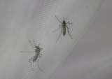 Infección de dengue y covid-19: esto es lo que sabemos