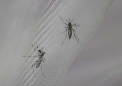 Dengue en Colombia: Instituto Nacional de Salud reportó 7.636 casos en el último mes