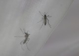 En lo que va de 2024 se han reportado 900 casos de dengue en el Valle del Cauca