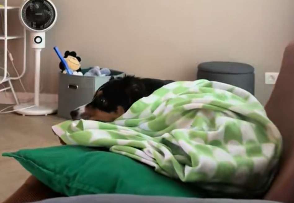 El clip, publicado por su dueño bajo el usuario @maca.theaussie, muestra al can caminando lentamente hacia un sofá.