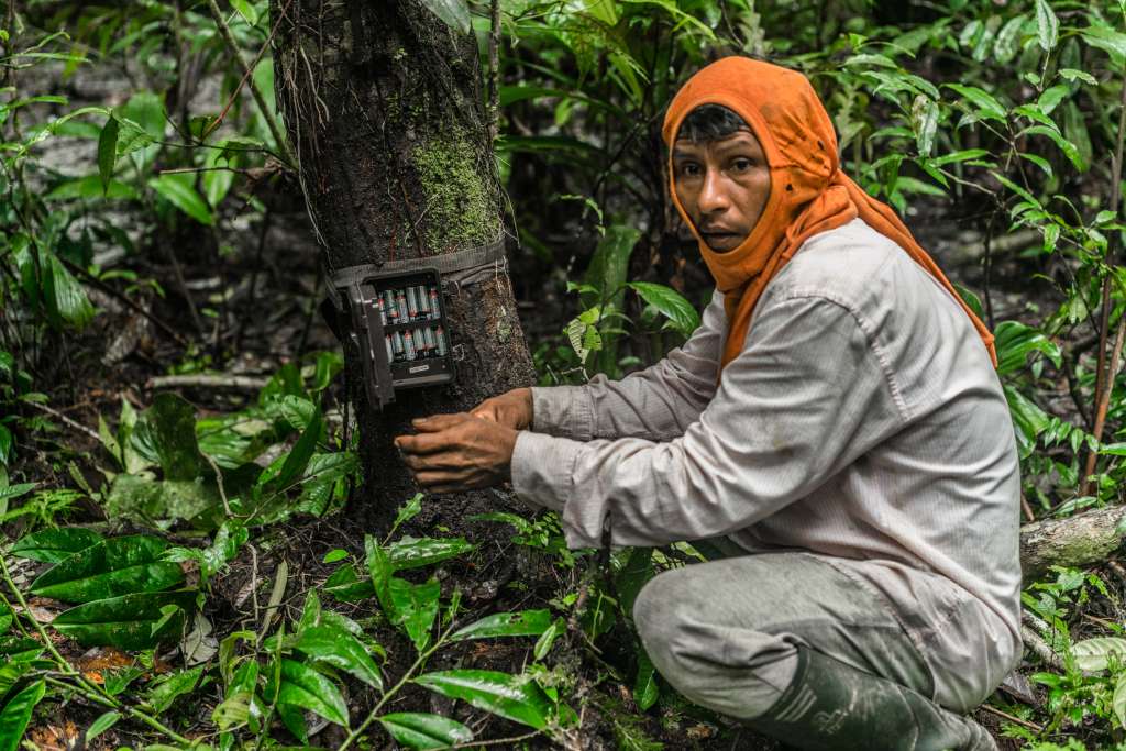 Flaminio Ranoque, uno de los 13 monitores, instalando una de las cámaras trampa. ©Luis Barreto/WWF Colombia